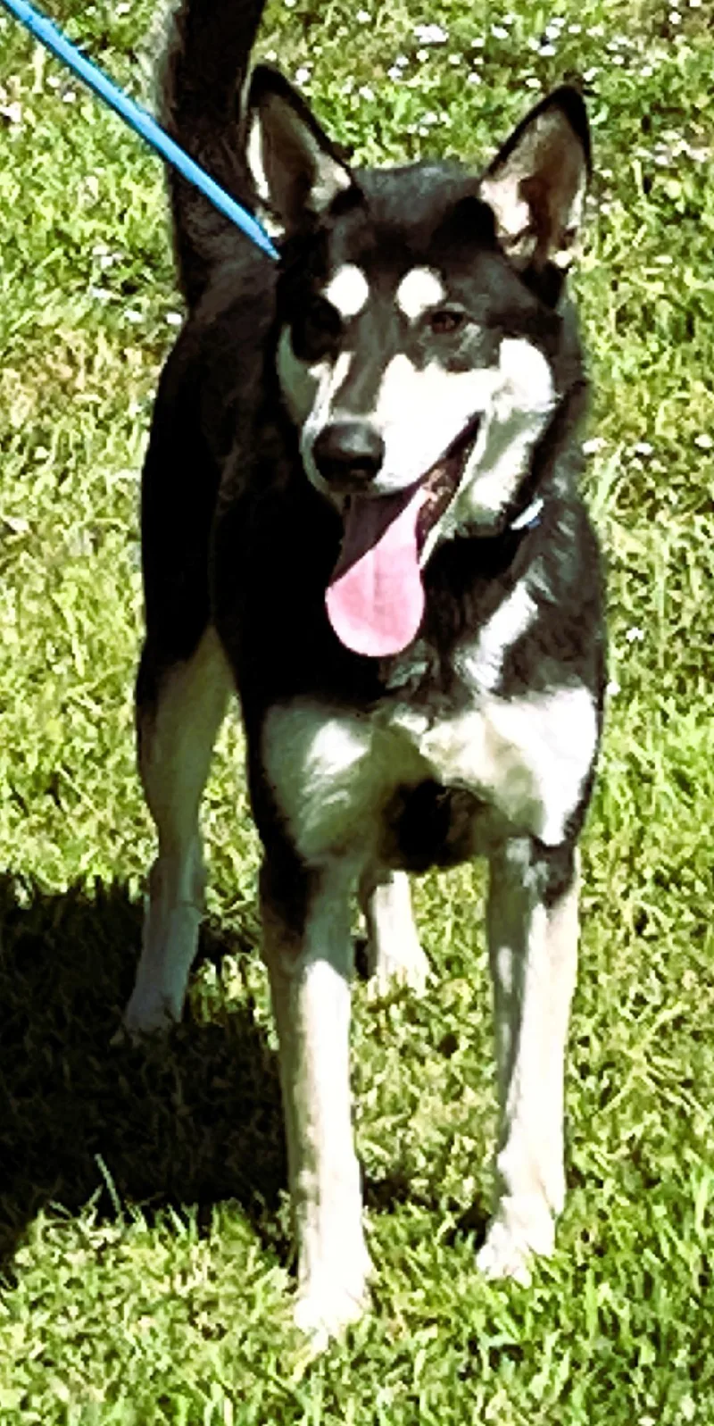Bojangles " Handsome And thumbnail 5