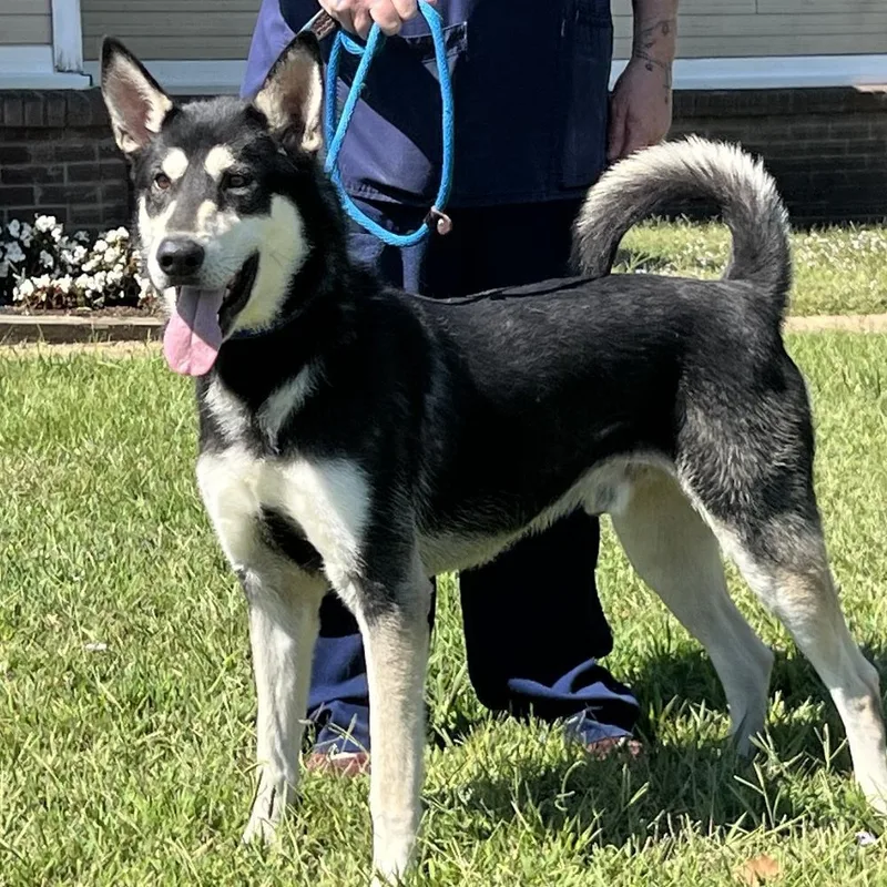 An adult large-sized male Black Alaskan Malamute dog named Bojangles " Handsome And for adoption in Olive Branch, MS