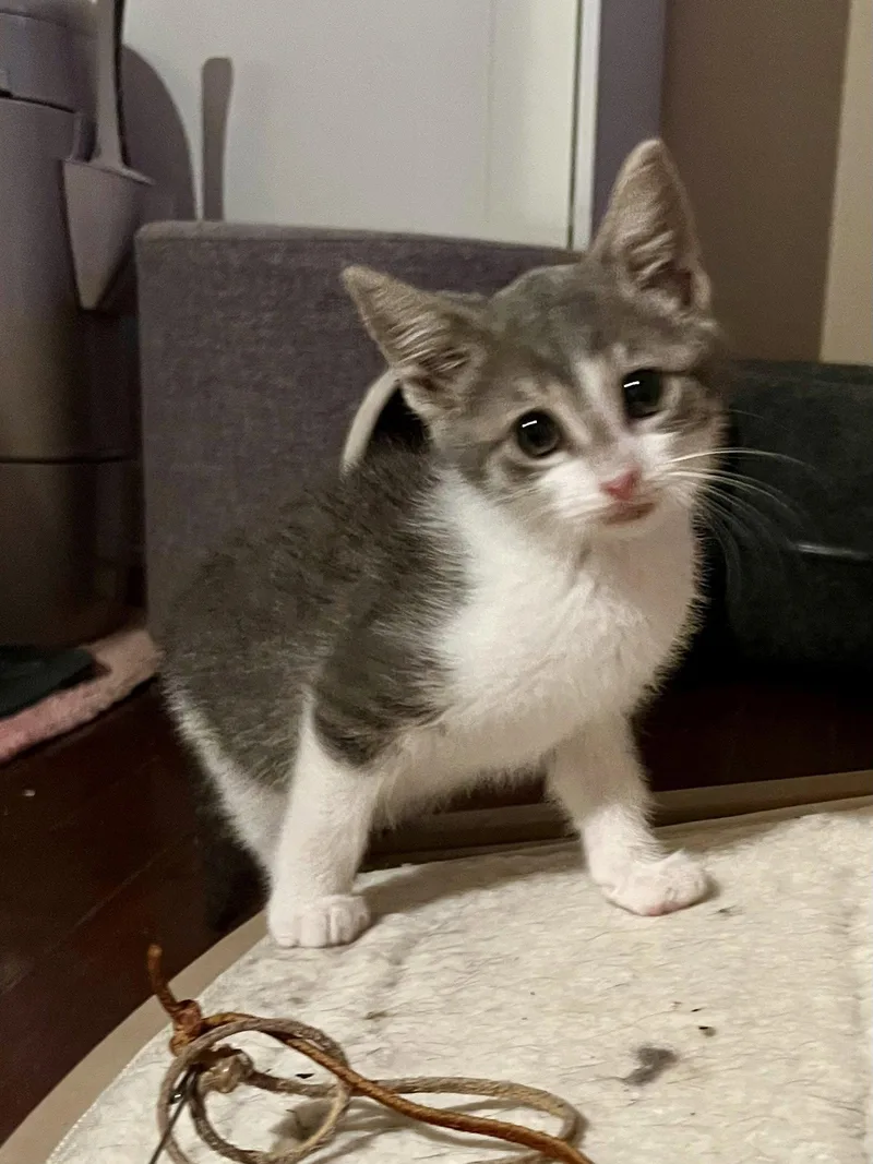A baby small-sized male Gray & White Domestic Short Hair cat named Milkshake for adoption in Walnut Creek, CA