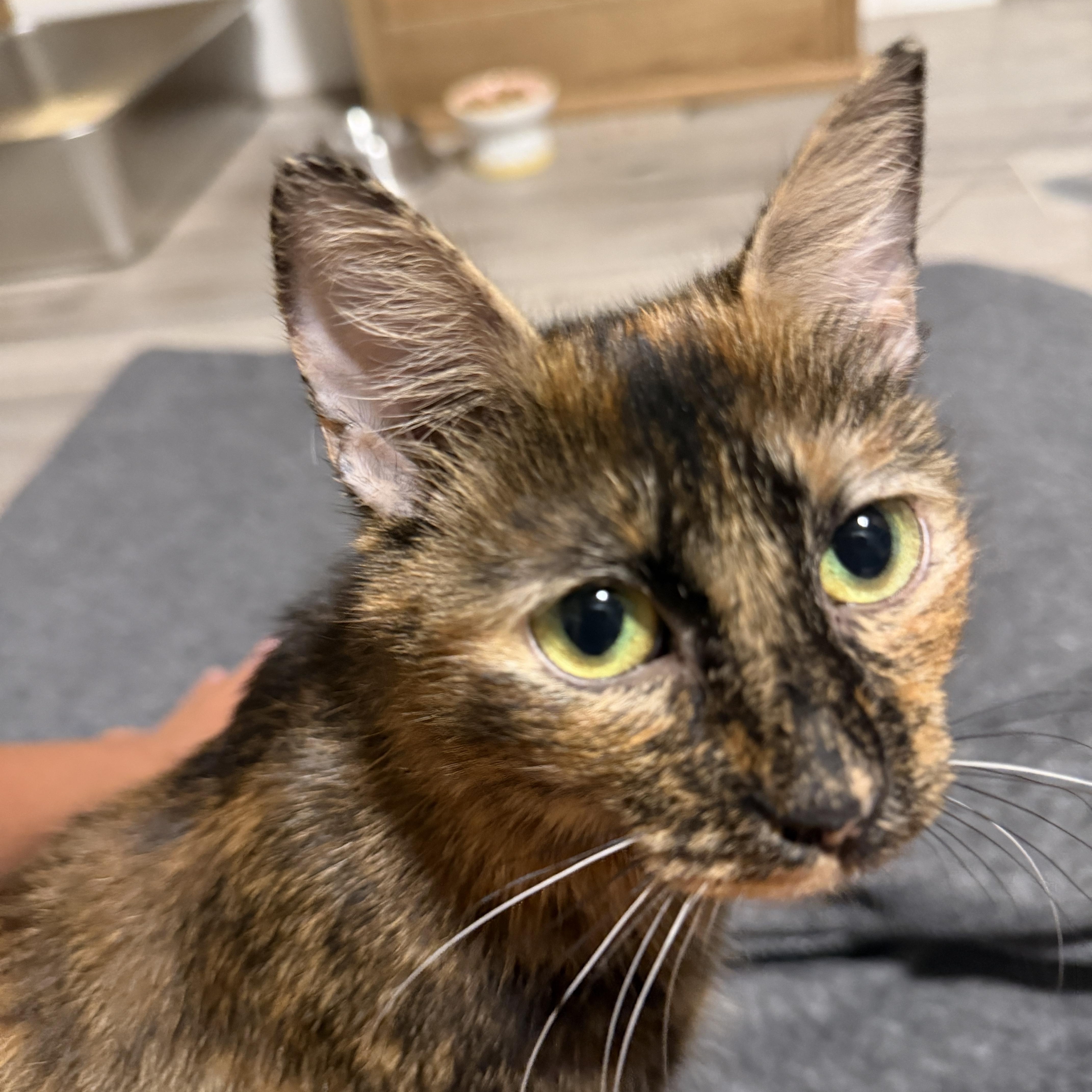 A baby medium-sized female Domestic Short Hair cat named Nesta for adoption in Roanoke, VA