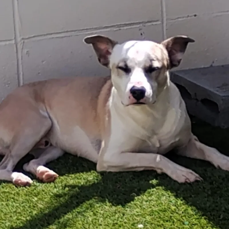 An adult medium-sized male Brown / Chocolate Mixed Breed dog named Groot for adoption in LOXAHATCHEE, FL