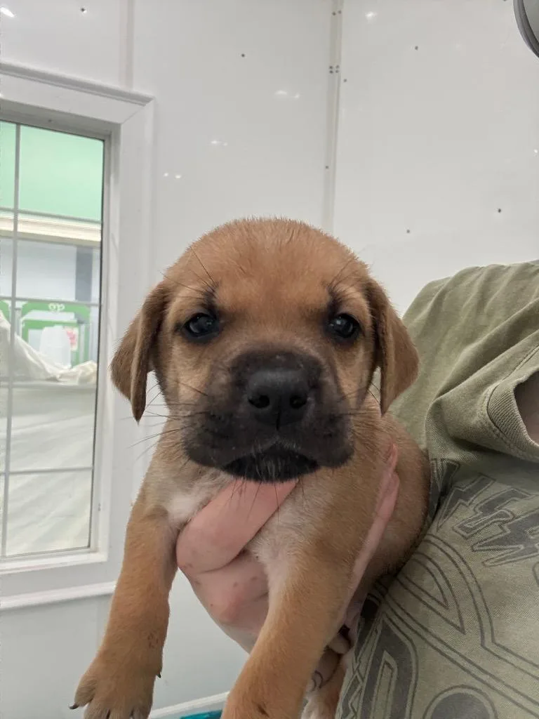 A baby medium-sized female Mixed Breed dog named Beans for adoption in Danielsville, GA
