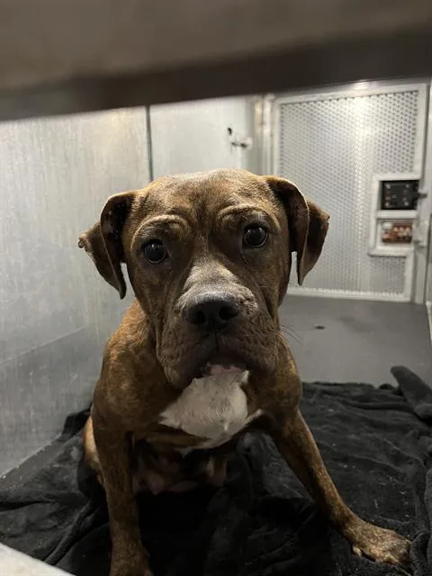 A young medium-sized female American Staffordshire Terrier dog named Maddy for adoption in San Antonio, TX