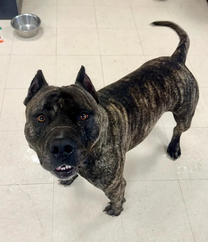 An adult large-sized male Brindle Pit Bull Terrier dog named Bear for adoption in Clayton, NJ