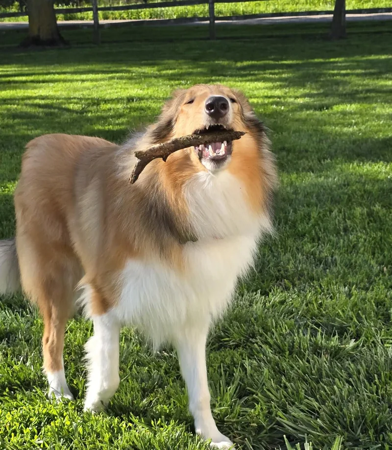 A baby large-sized male Sable Rough Collie dog named Murray for adoption in Lisle, IL
