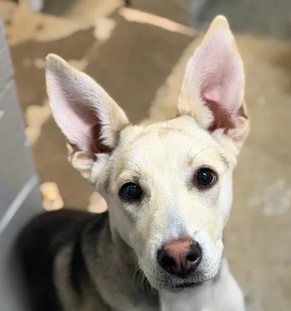 A baby large-sized female Siberian Husky dog named Tiana for adoption in Sacramento, CA