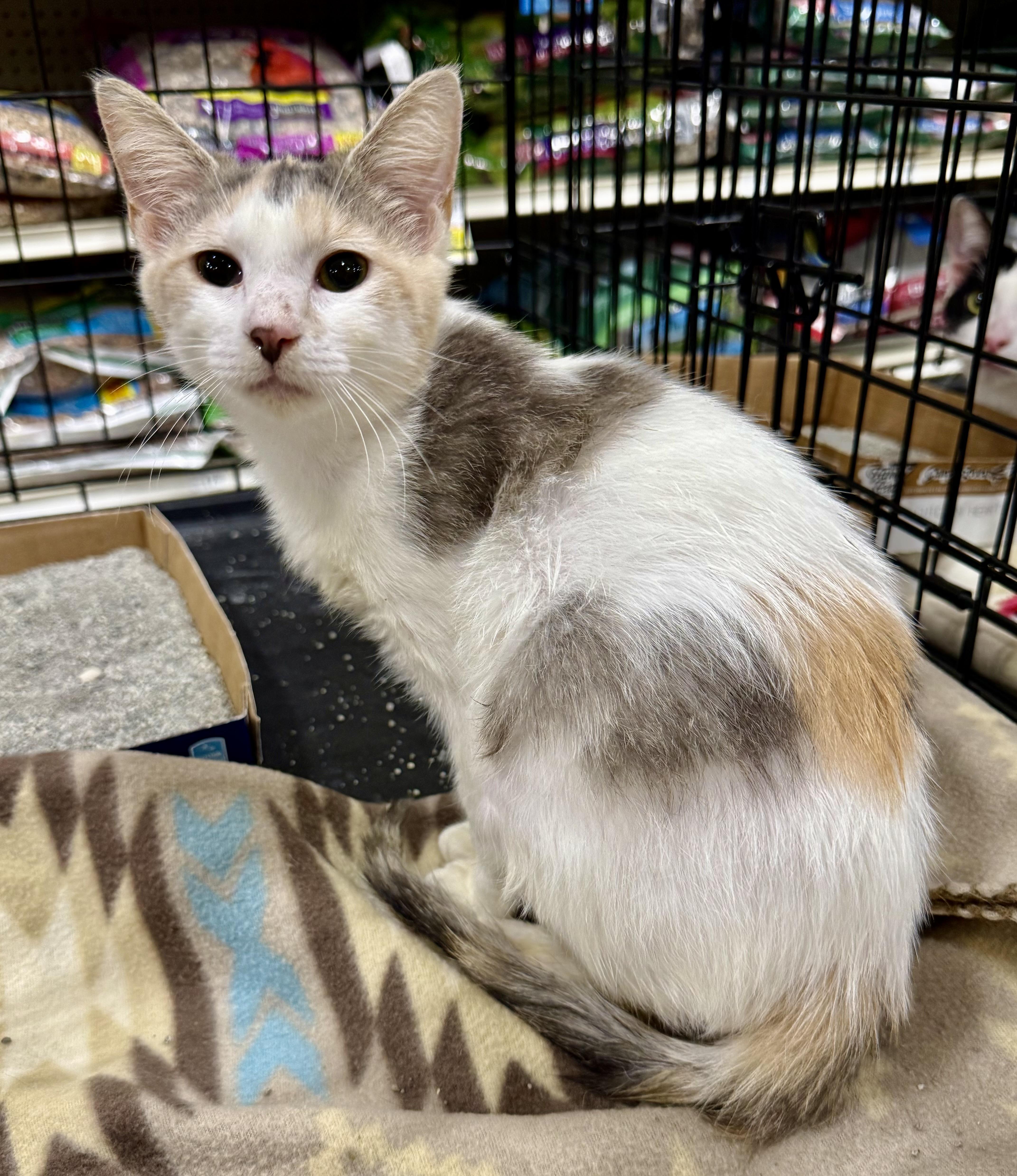 A young medium-sized female Dilute Calico cat named Peach for adoption in New Port Richey, FL