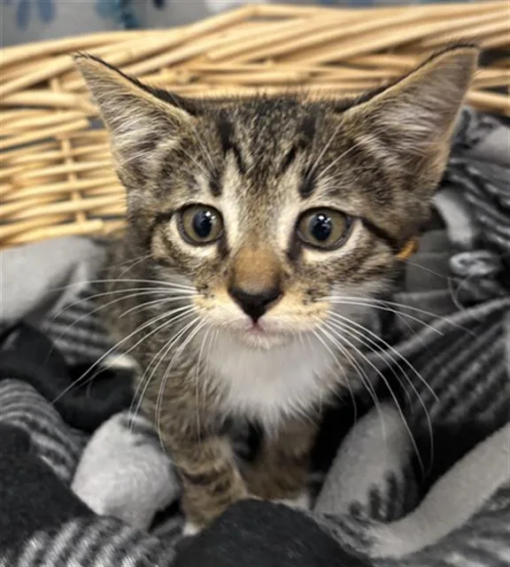 A baby small-sized male Domestic Short Hair cat named Marcel for adoption in Rosenberg, TX