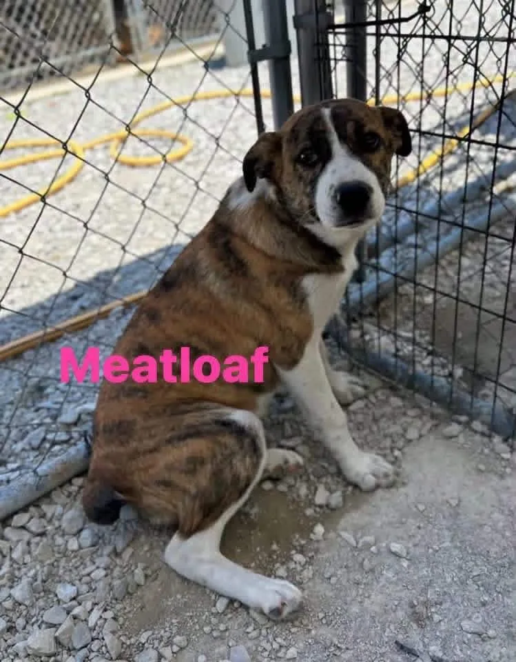 Meatloaf