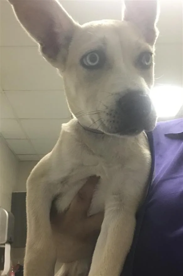 A baby small-sized female Pit Bull Terrier dog named A for adoption in Conroe, TX