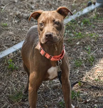 A young medium-sized female Brown / Chocolate Pit Bull Terrier dog named Juliana for adoption in Inverness, FL