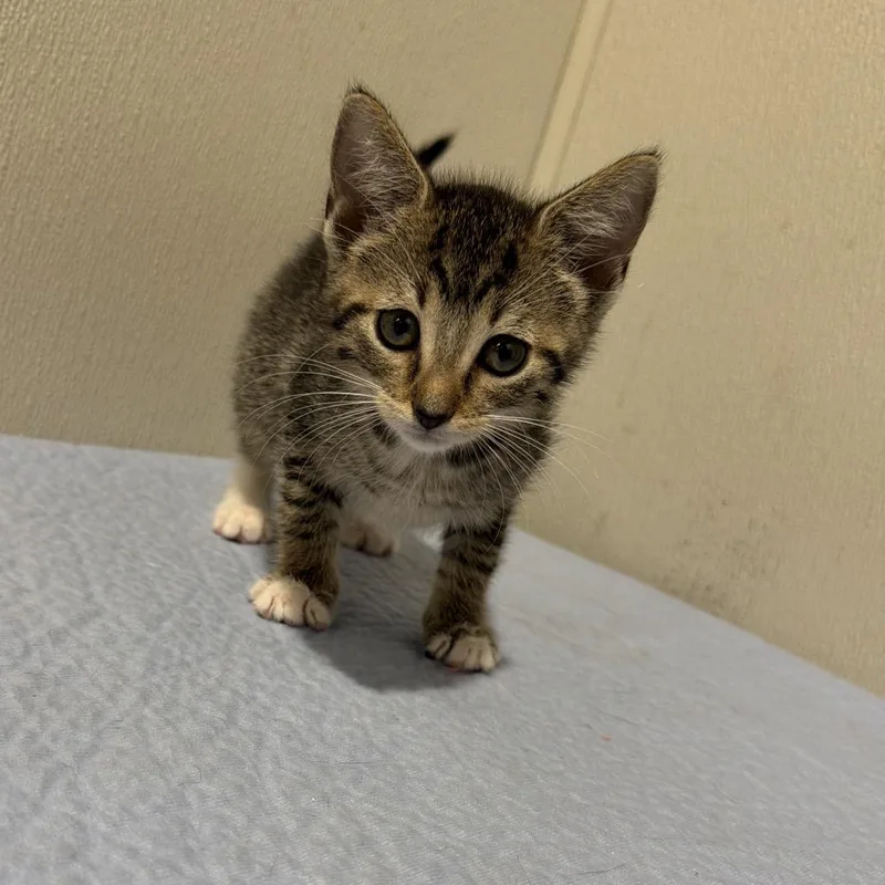 A baby small-sized female Brown / Chocolate Domestic Short Hair cat named Rhianna for adoption in Tampa, FL