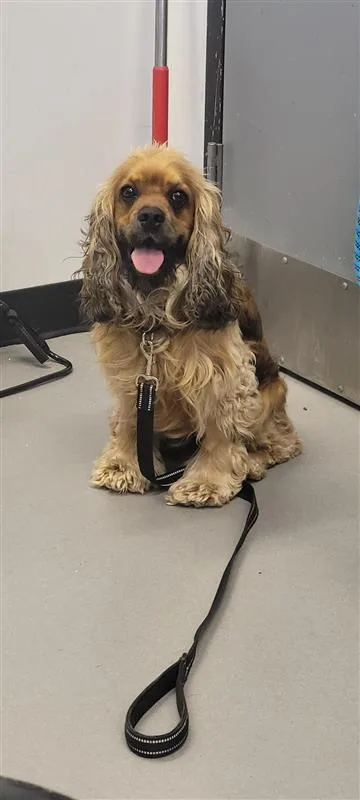 An adult small-sized male English Cocker Spaniel dog named Tupac for adoption in West Chester, PA