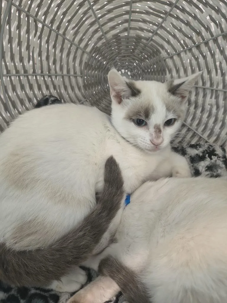 A baby medium-sized male Domestic Short Hair cat named Larry for adoption in Athens, TN