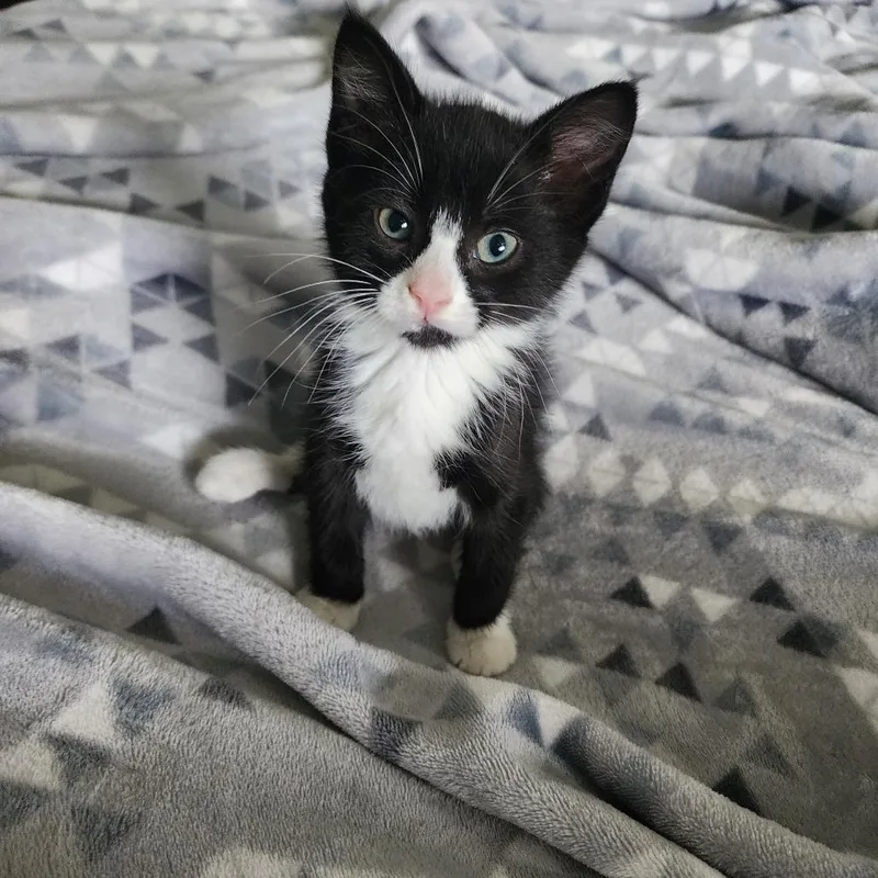 A baby medium-sized female Black & White / Tuxedo Domestic Short Hair cat named Frances for adoption in Graham, WA