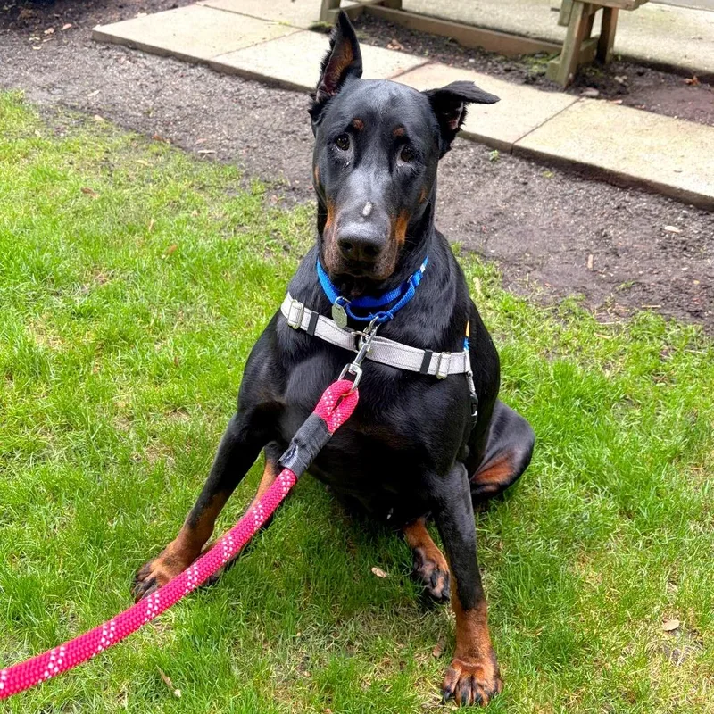 An adult large-sized female Doberman Pinscher dog named Waro for adoption in Woodinville, WA
