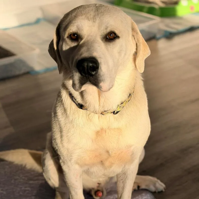 An adult large-sized male White / Cream Labrador Retriever dog named Tank for adoption in Columbia Station, OH