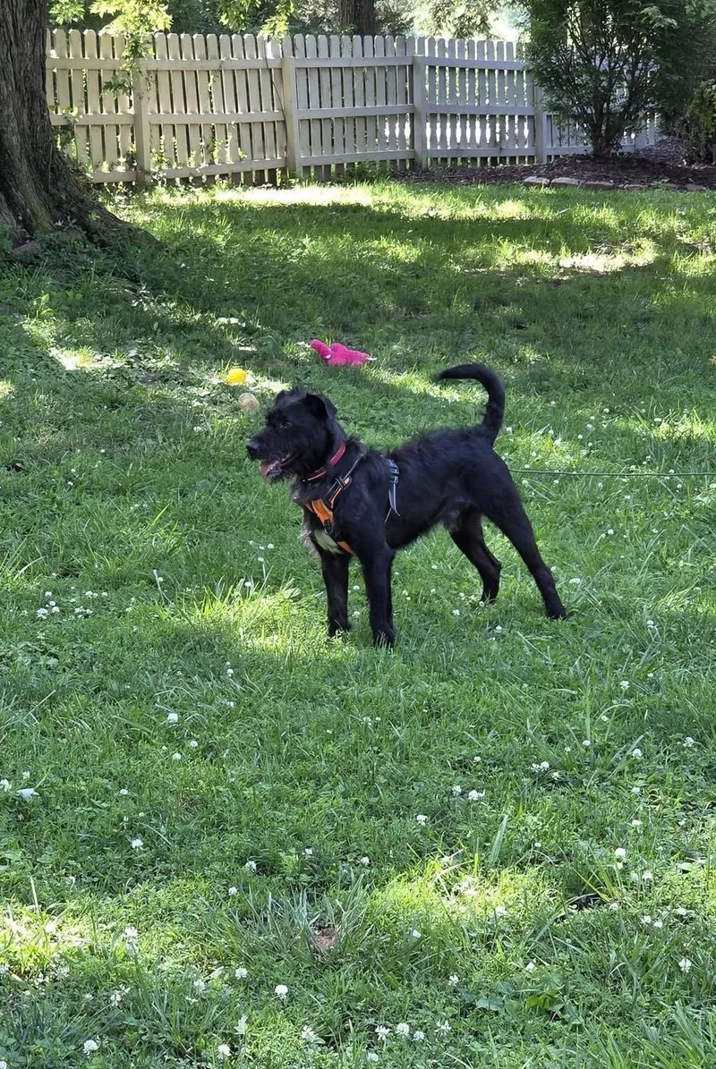 A young medium-sized male Schnauzer dog named Godfrey for adoption in Barnhart, MO