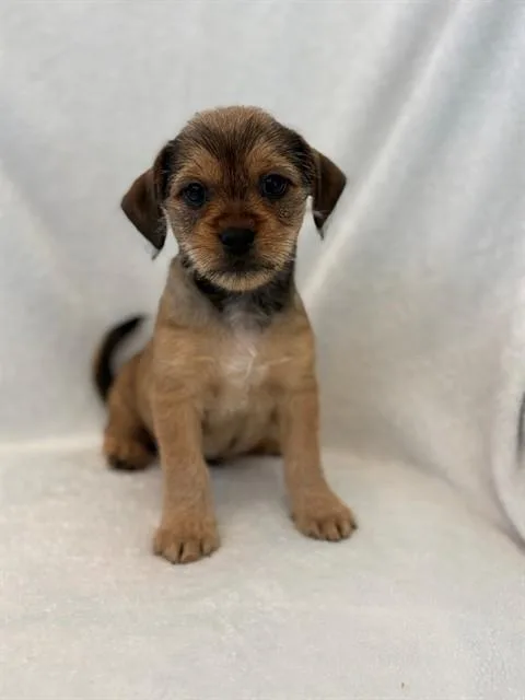 A baby small-sized male Pug dog named Frodo for adoption in Forney, TX