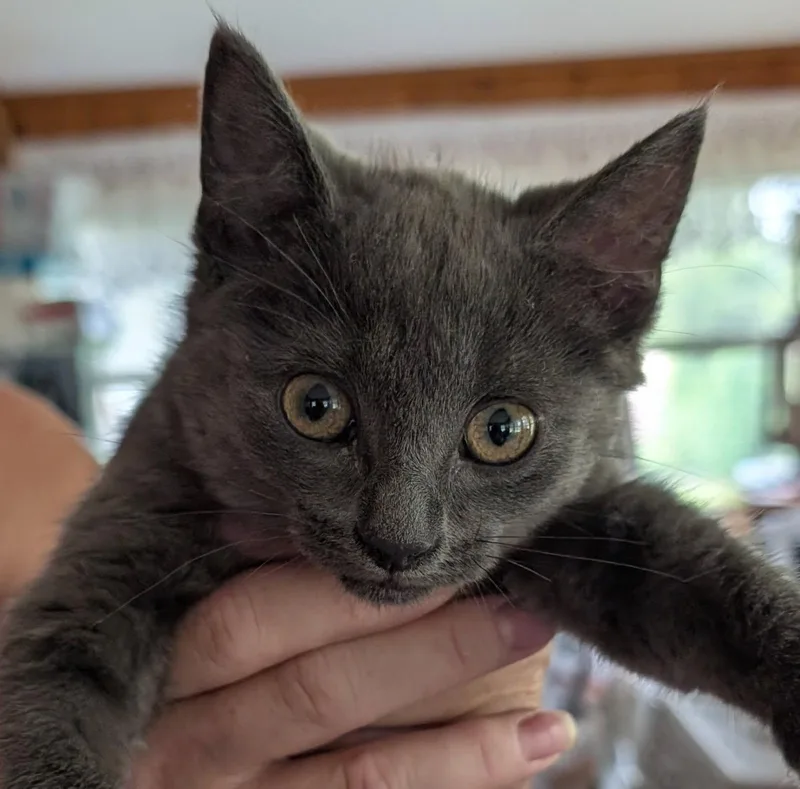 A baby medium-sized male Gray / Blue / Silver Russian Blue cat named Tremble for adoption in Ypsilanti, MI