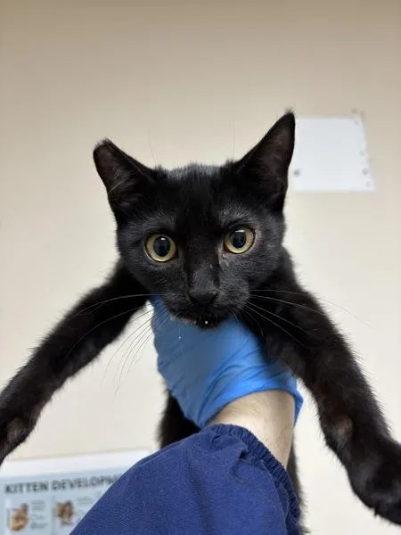 A baby small-sized female Domestic Short Hair cat named Nooroo for adoption in Sherwood, OR
