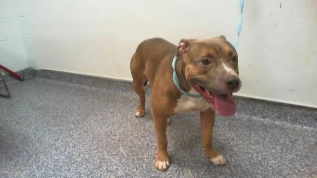 An adult medium-sized male Pit Bull Terrier dog named Big Boy for adoption in Charlotte, NC