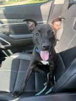A baby medium-sized female Black Mixed Breed dog named Cera for adoption in Neenah, WI