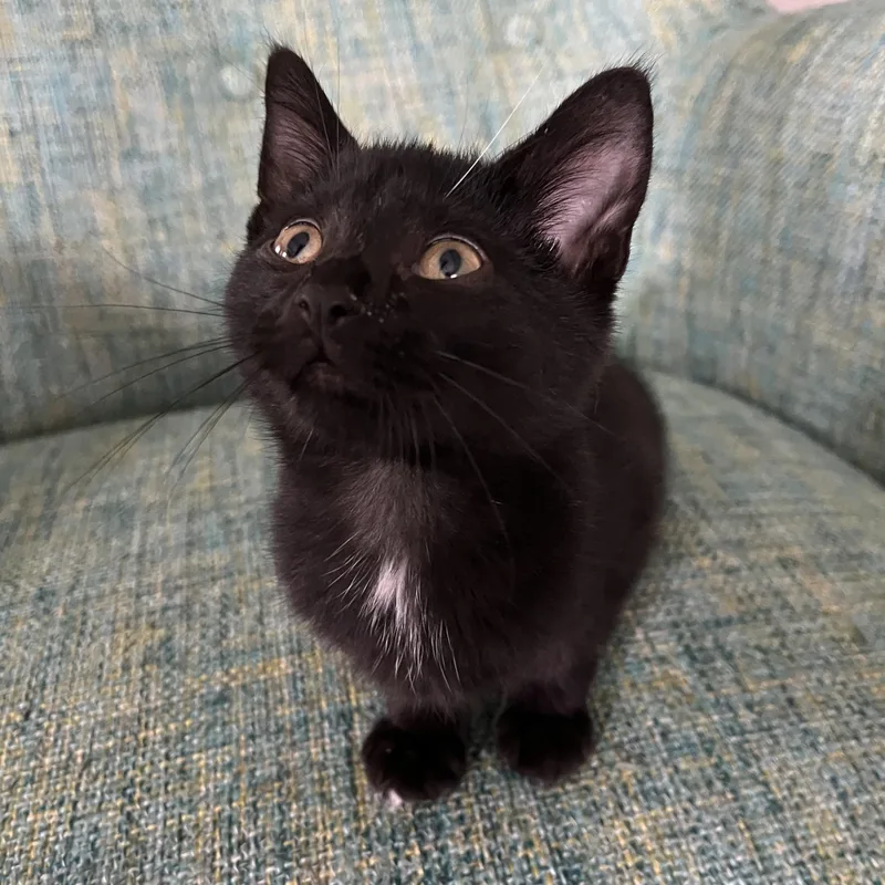 A baby small-sized male Black Domestic Short Hair cat named Doky for adoption in Grand Rapids, MI