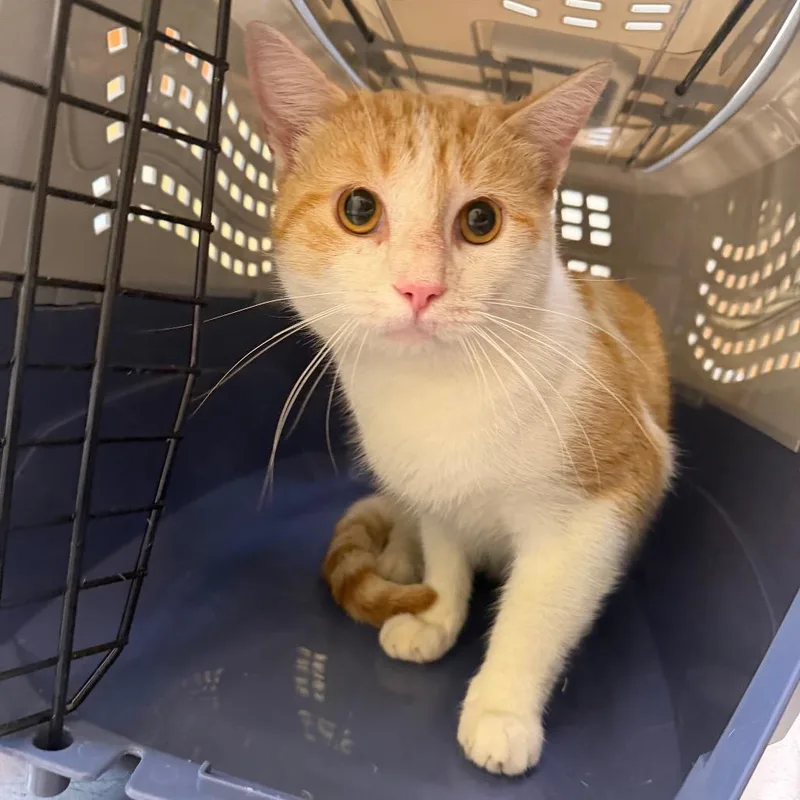 An adult medium-sized male Orange / Red Domestic Short Hair cat named Eddie for adoption in Newark, DE