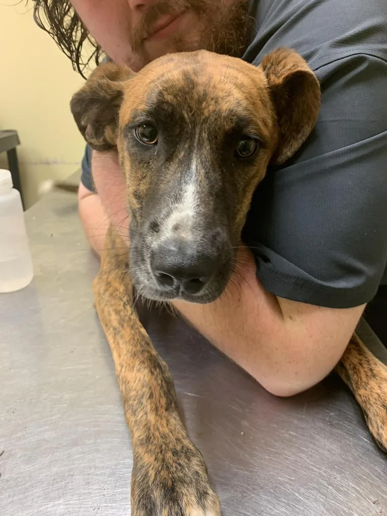 A young medium-sized male Mixed Breed dog named Giraffe for adoption in Florence, SC