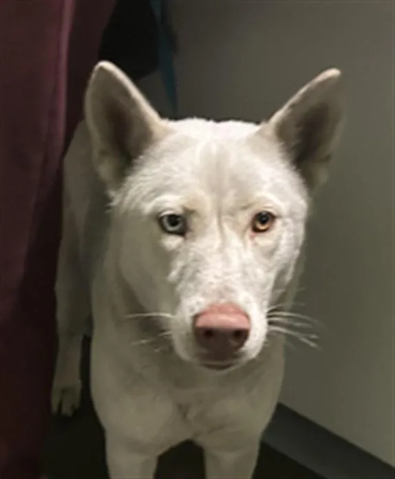 A young medium-sized female Siberian Husky dog named Blue for adoption in Los Angeles, CA