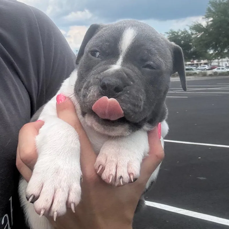 A baby small-sized male Gray / Blue / Silver Boxer dog named Hippo for adoption in North Charleston, SC
