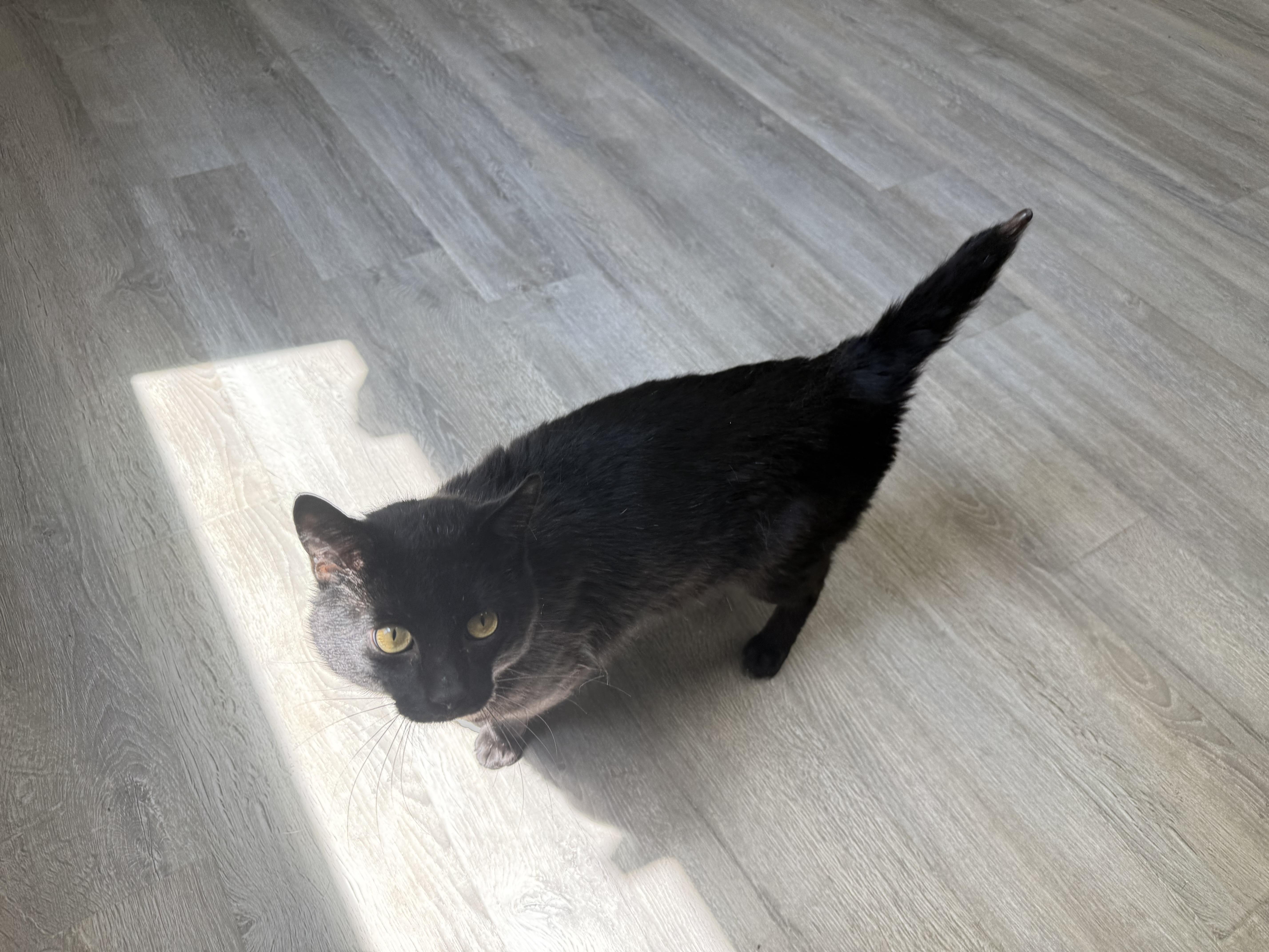 An adult large-sized male Black Domestic Short Hair cat named Huey for adoption in Frankfort, IN