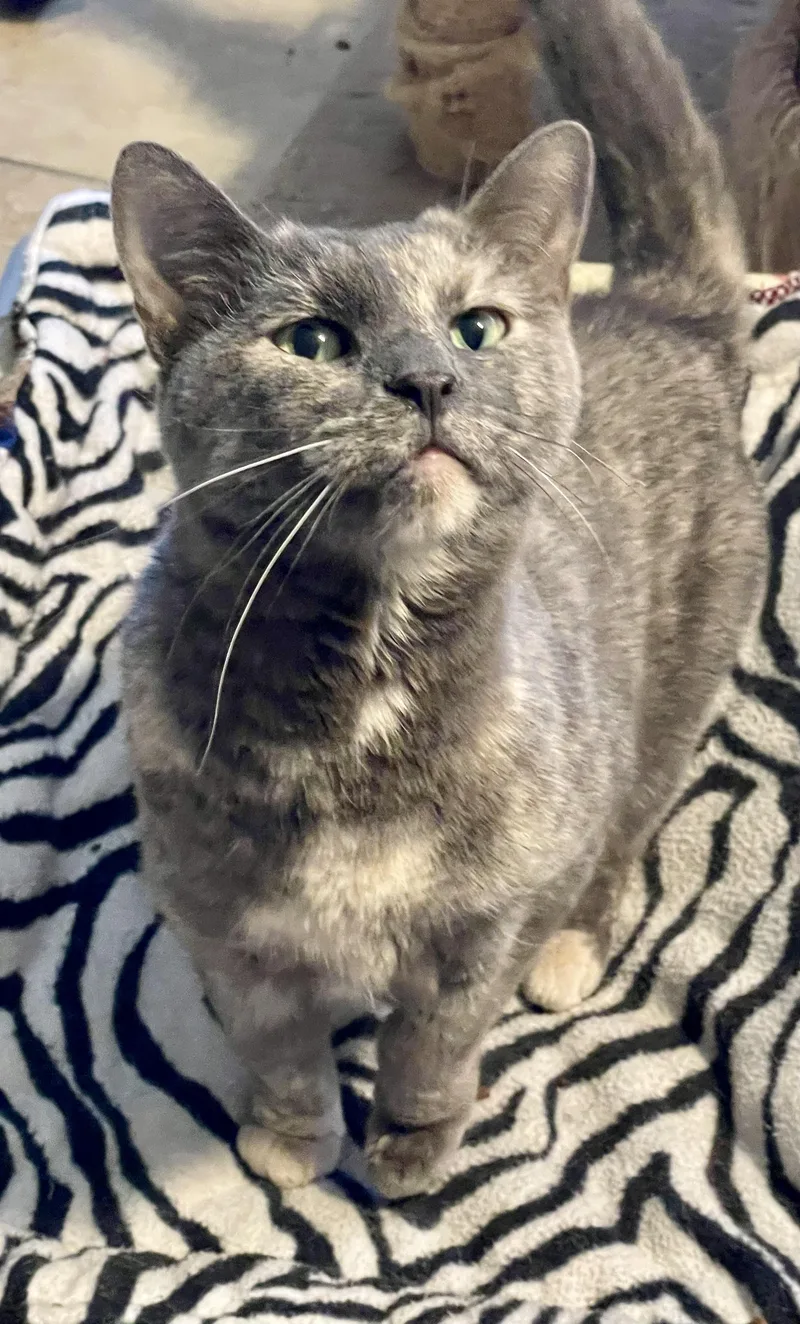 A senior medium-sized female Dilute Calico Domestic Short Hair cat named Toni for adoption in Lacon, IL