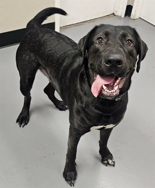 A young extra large-sized male Black Labrador Retriever dog named Remi for adoption in Phoenix, OR