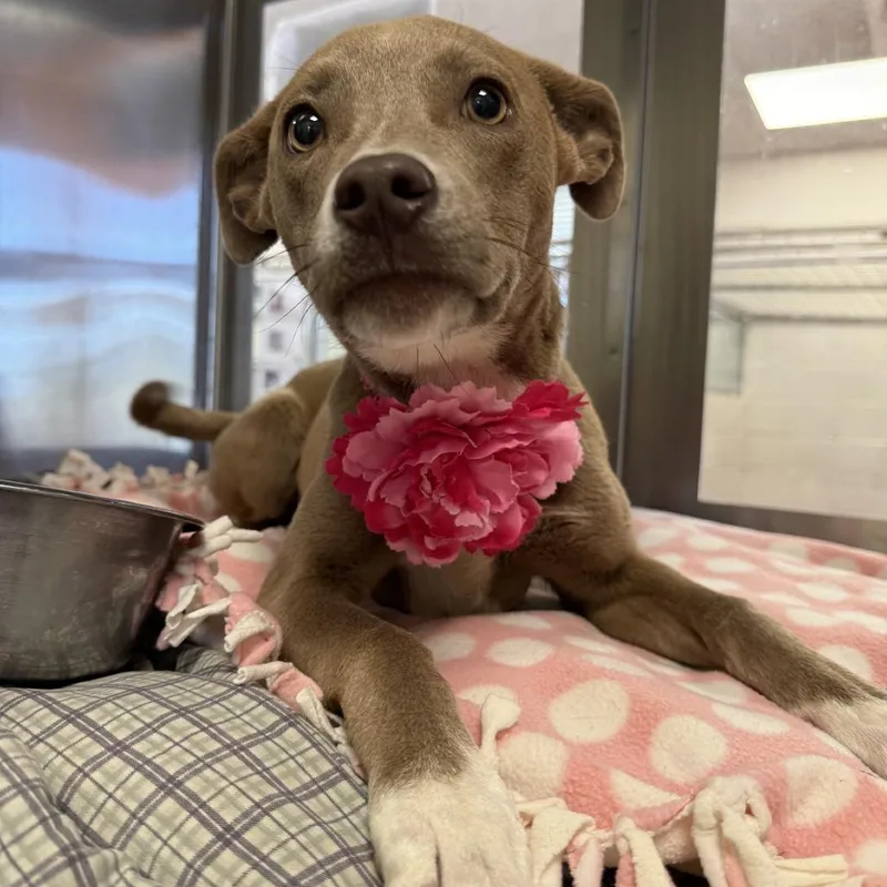 A baby medium-sized female Gray / Blue / Silver Mixed Breed dog named Cannabis for adoption in Las Cruces, NM
