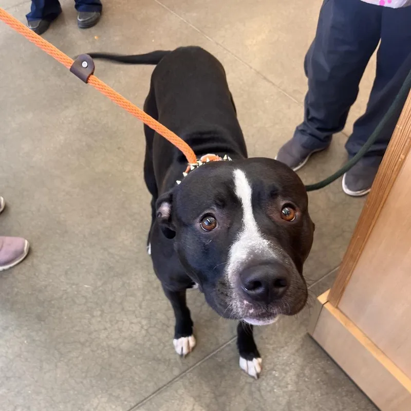 An adult medium-sized male Black Pit Bull Terrier dog named YORKStray for adoption in York, PA