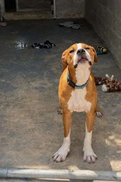 A baby medium-sized male White / Cream Boxer dog named Tiny for adoption in Inverness, FL
