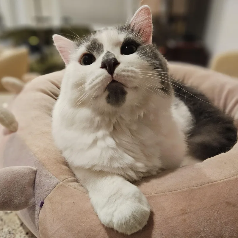 A young medium-sized male Domestic Medium Hair cat named Finch for adoption in Medfield, MA