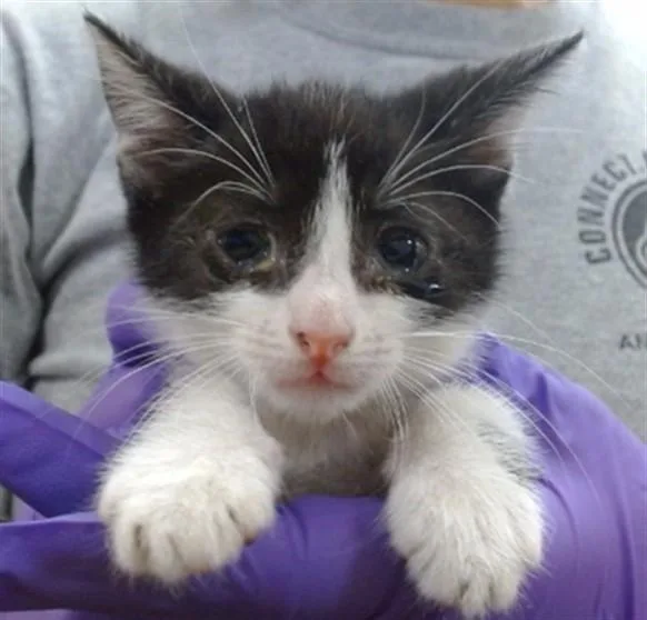 A baby small-sized male Domestic Short Hair cat named Melon for adoption in Miami, FL