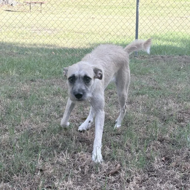 An adult medium-sized female Yellow / Tan / Blond / Fawn Terrier dog named Tillie for adoption in Tyler, TX
