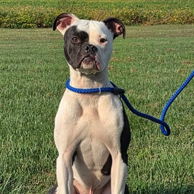 A young medium-sized male Boxer dog named Petey for adoption in Mooresville, IN