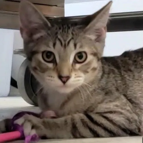 A baby medium-sized female Tabby (Gray / Blue / Silver) Tabby cat named Wren for adoption in Rushville, IL