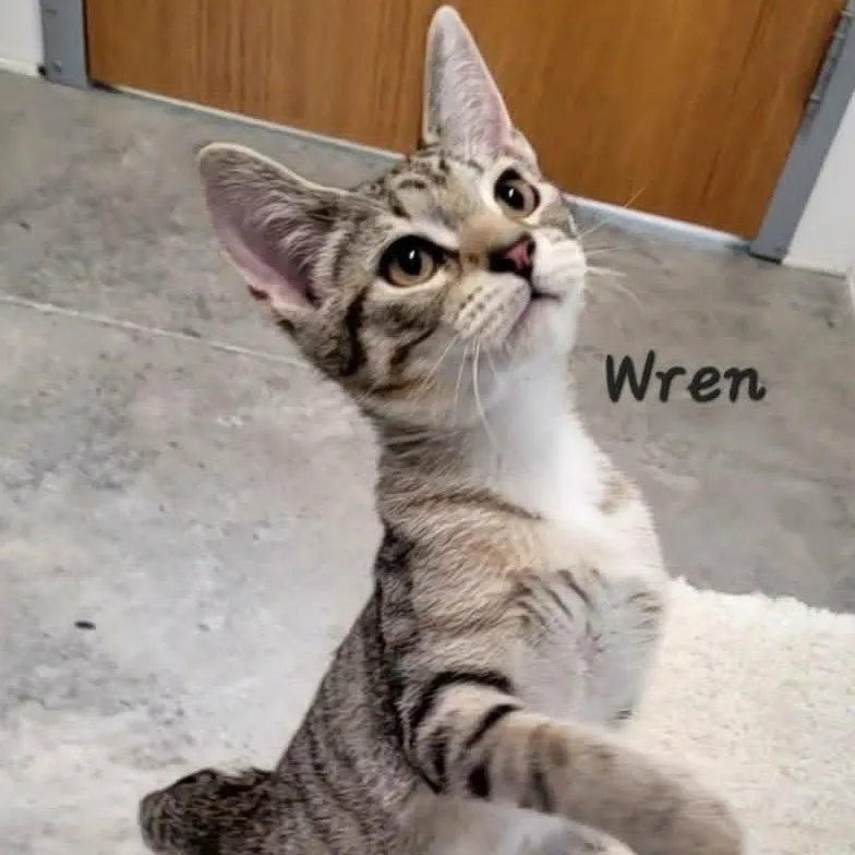 Wren thumbnail 2