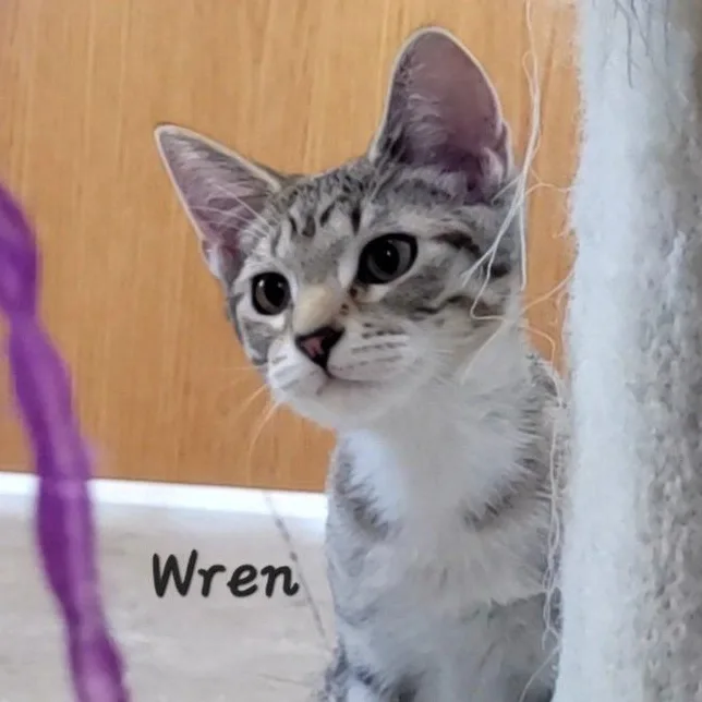 Wren thumbnail 3