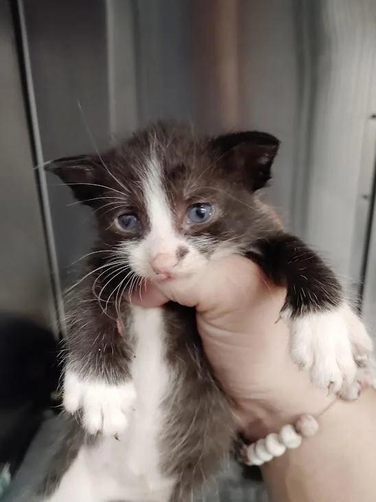 A baby medium-sized female Domestic Short Hair cat named Meow for adoption in Republic, MO