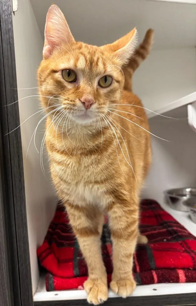 An adult medium-sized male Tabby cat named Huckleberry for adoption in Frankfort, KY