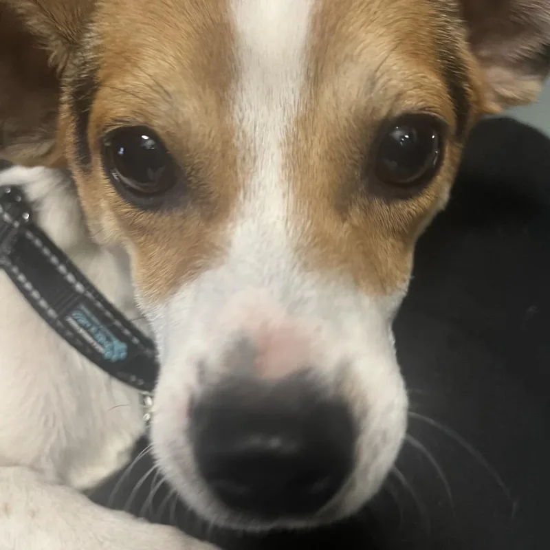 An adult small-sized male Jack Russell Terrier dog named RizzoRizzler for adoption in Shawnee, KS