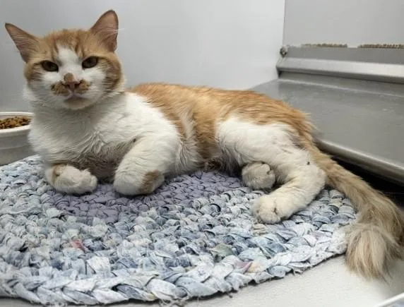 An adult medium-sized male Orange & White Domestic Short Hair cat named 61693890 for adoption in Elko, NV