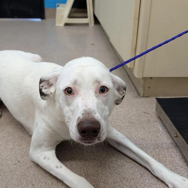 An adult medium-sized female White / Cream Mixed Breed dog named Nakita for adoption in Ardmore, OK